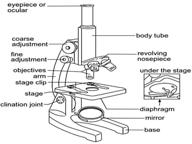 minitube microscope parts